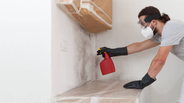 Professional Mold Remediation technician working in Auburn, NY